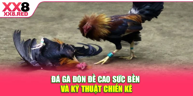 Đá gà đòn đề cao sức bền và kỹ thuật chiến kê
