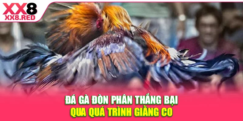 Đá gà đòn phân thắng bại qua quá trình giằng co
