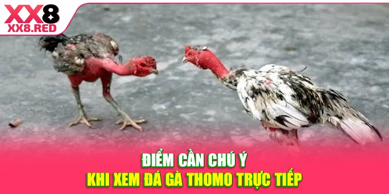 Điểm cần chú ý khi xem đá gà Thomo trực tiếp
