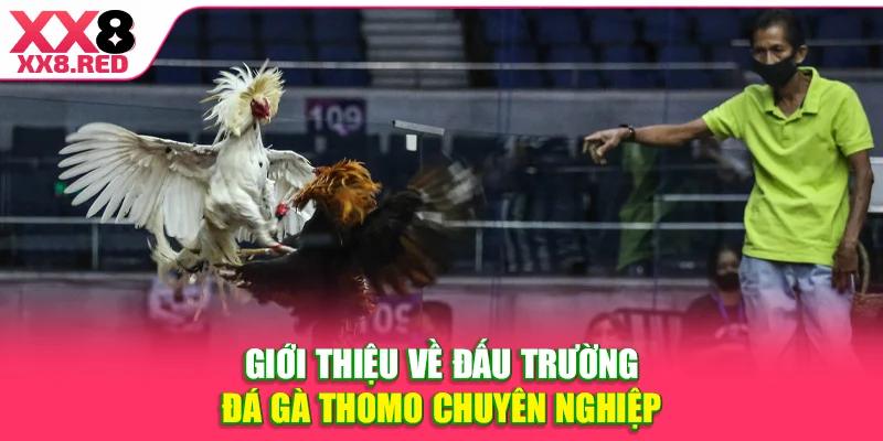 Giới thiệu về đấu trường đá gà Thomo chuyên nghiệp