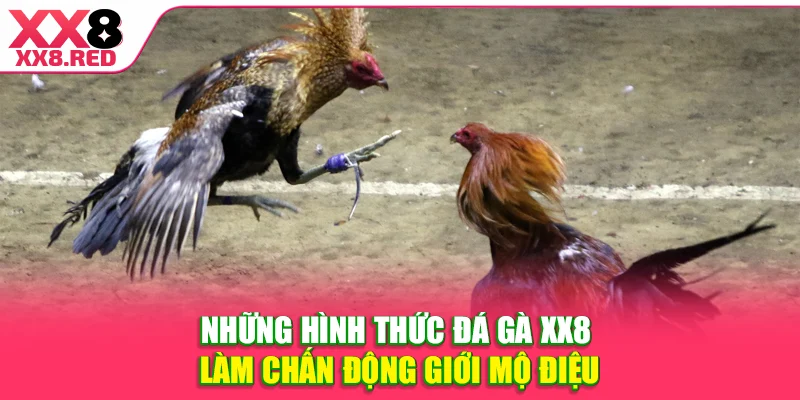 Những hình thức đá gà XX8 làm chấn động giới mộ điệu